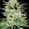 Amnesia Haze Seeds Image