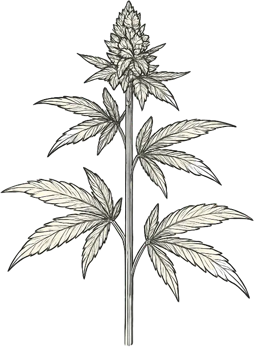 Illustration of a flowering cannabis plant