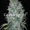 Big Bud Seeds Image