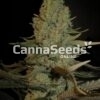 Blue Cheese Seeds Image