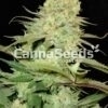Cheese Seeds Image