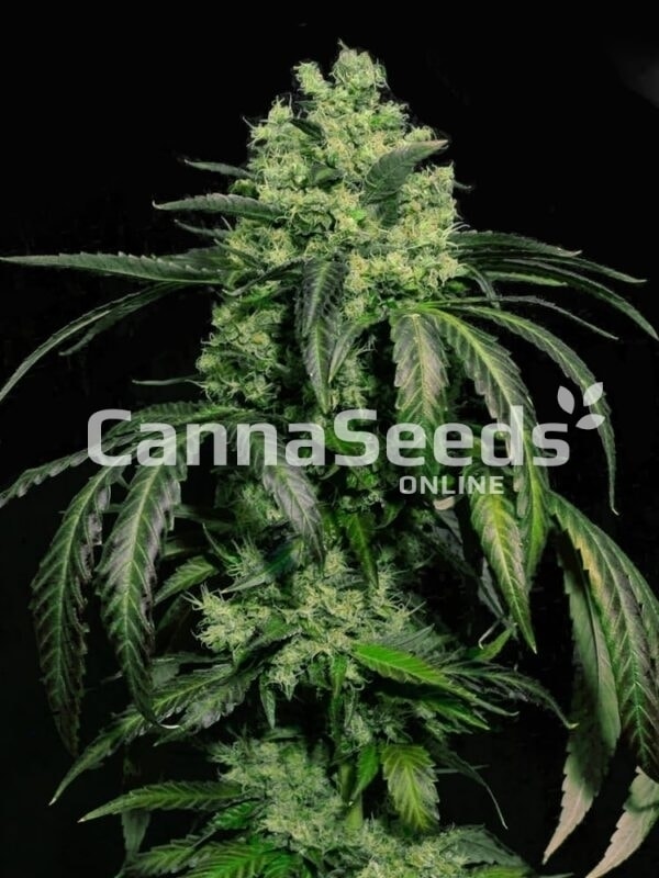 Doctor Green Seeds Image