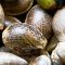 Cannabis Seeds Image