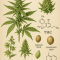 Cannabis sativa diagram with THC and terpenes.
