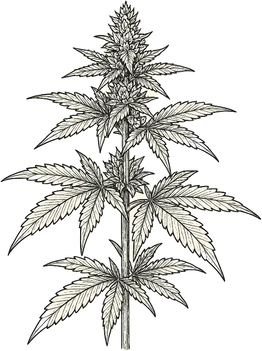 Illustration of a cannabis plant