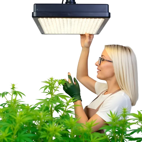 Woman adjusting grow light for plants