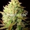 Medijuana Seeds Image