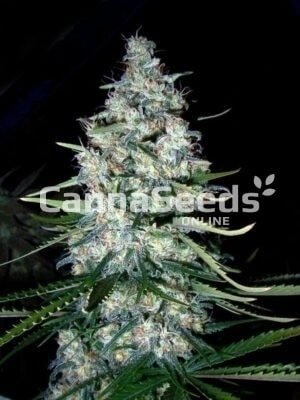 Mexican Sativa Seeds Image
