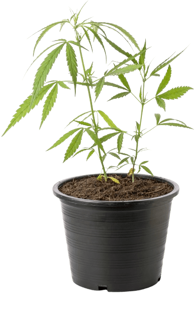 Planters-pots-mariajuana-plant