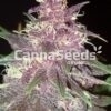 Purple Kush Seeds Image