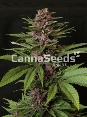 Purple Pleasure Seeds Image