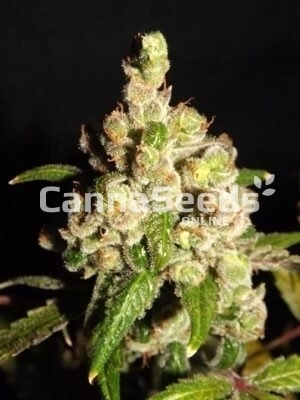 Strawberry Cough Seeds Image