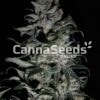 Sweet Tooth Seeds Image