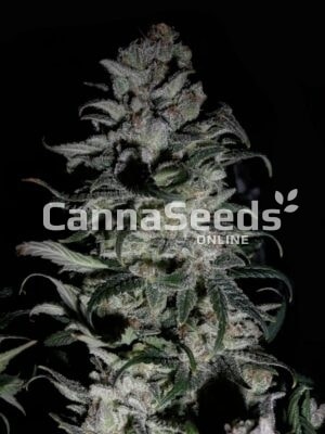 Sweet Tooth Seeds Image